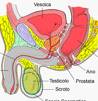 Quali sono i sintomi della prostata